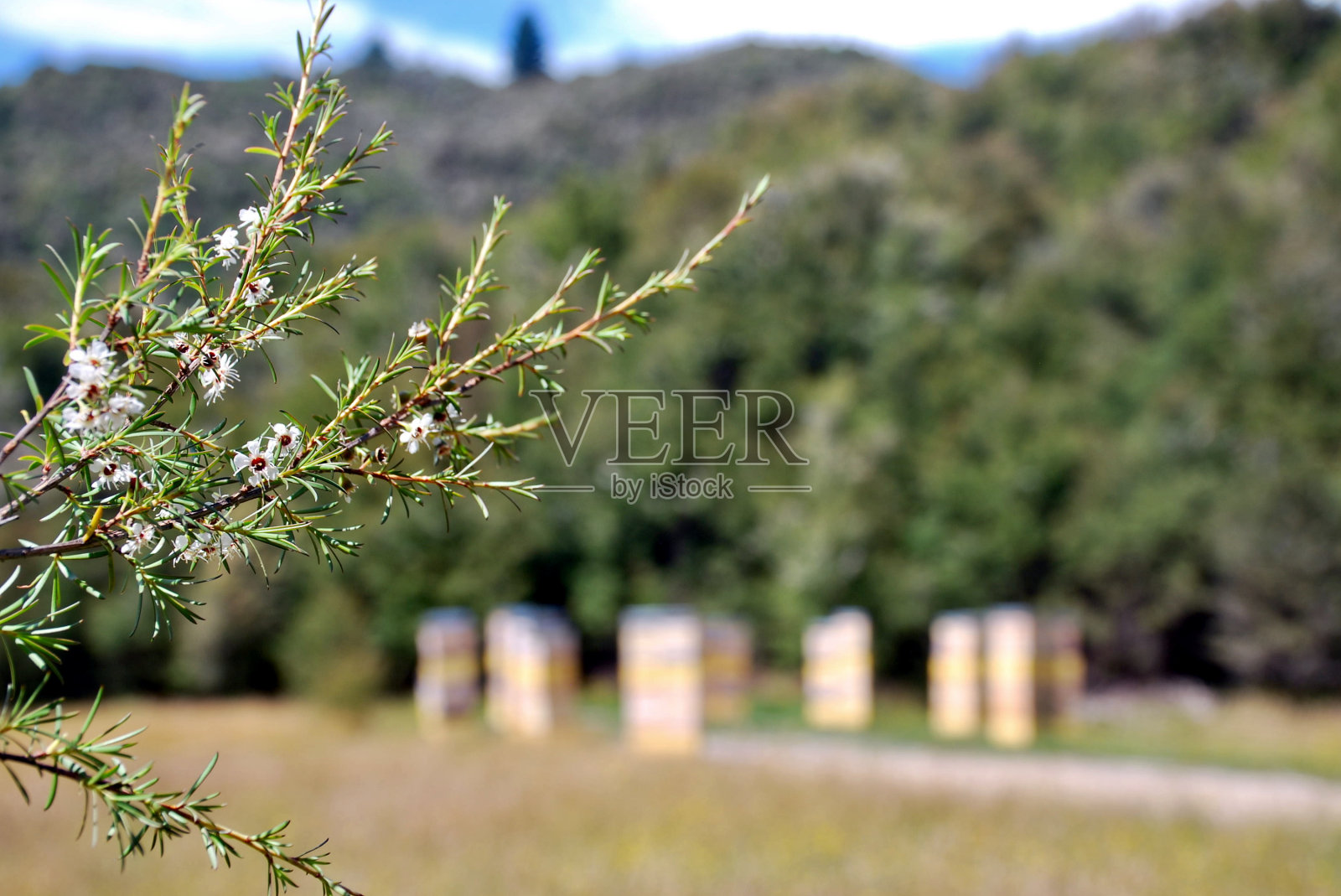 卡努卡茶树种植园的蜂箱照片摄影图片