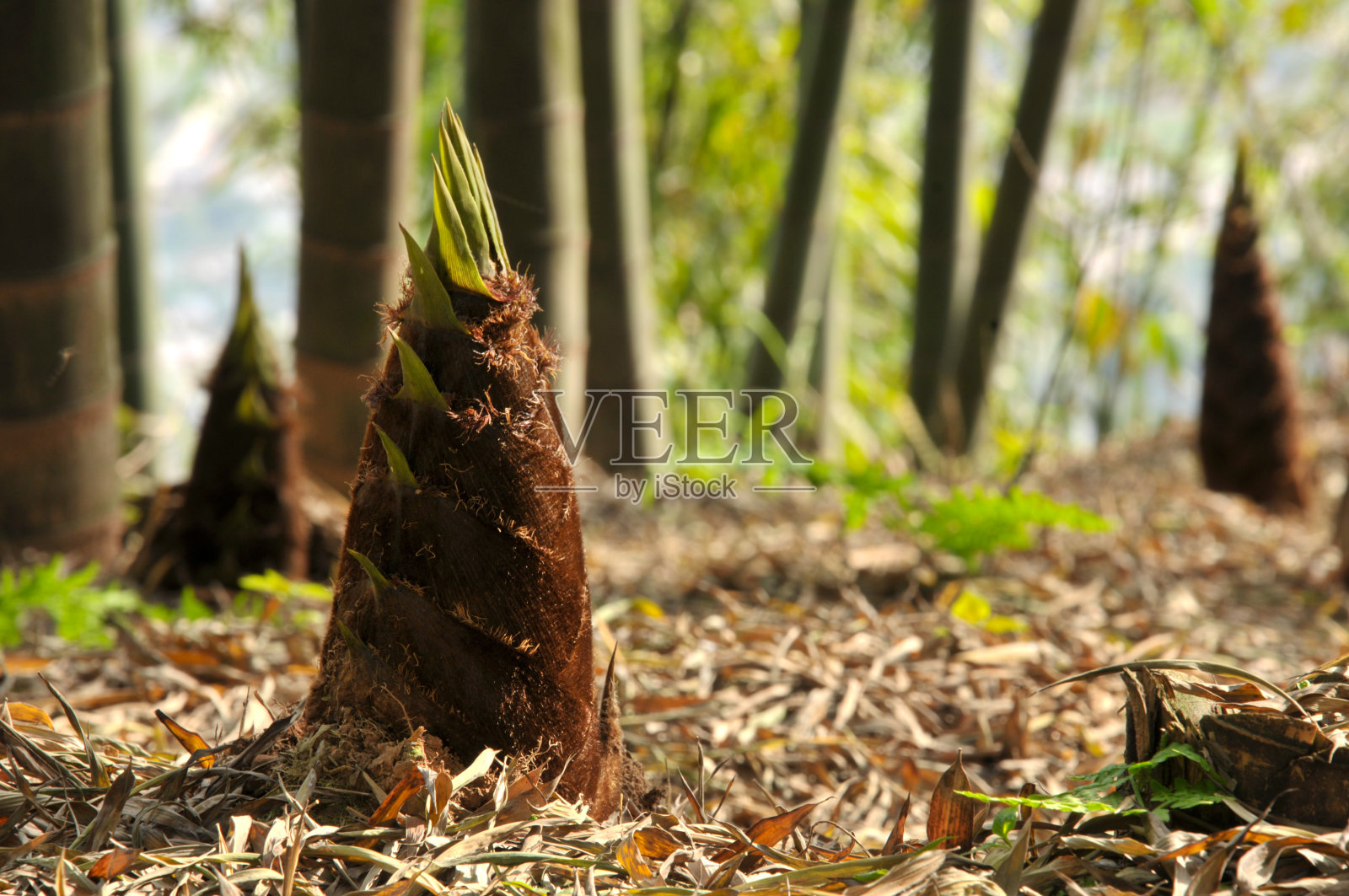 竹林里的新鲜竹笋照片摄影图片