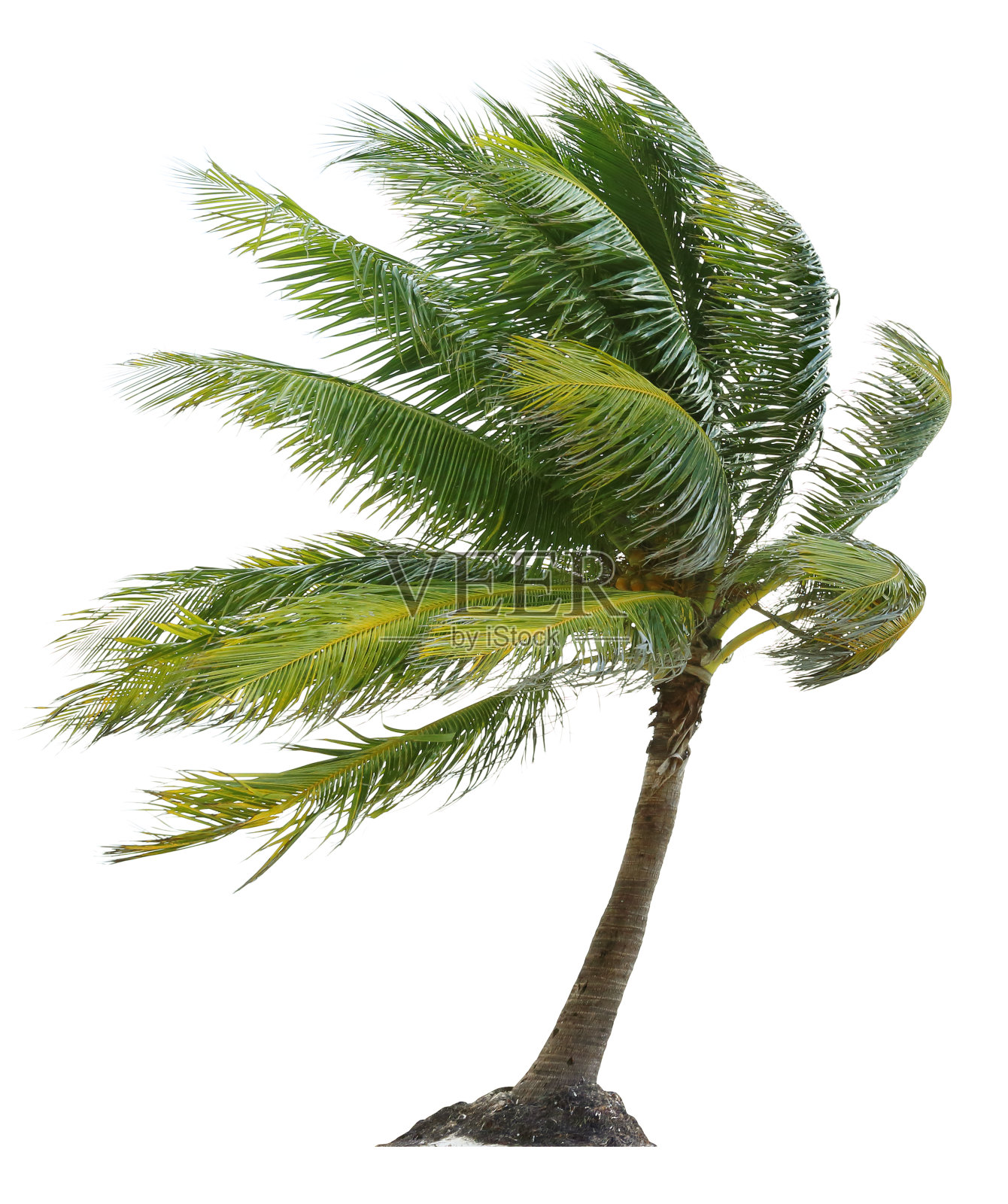 被风吹的椰树照片摄影图片