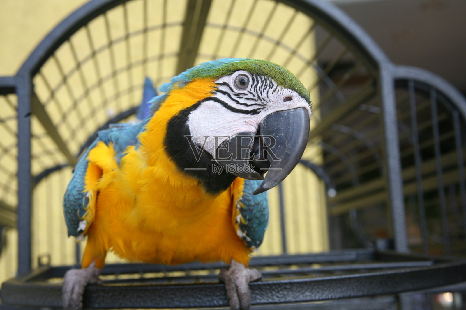 金刚鹦鹉的特写-蓝色和金色照片摄影图片