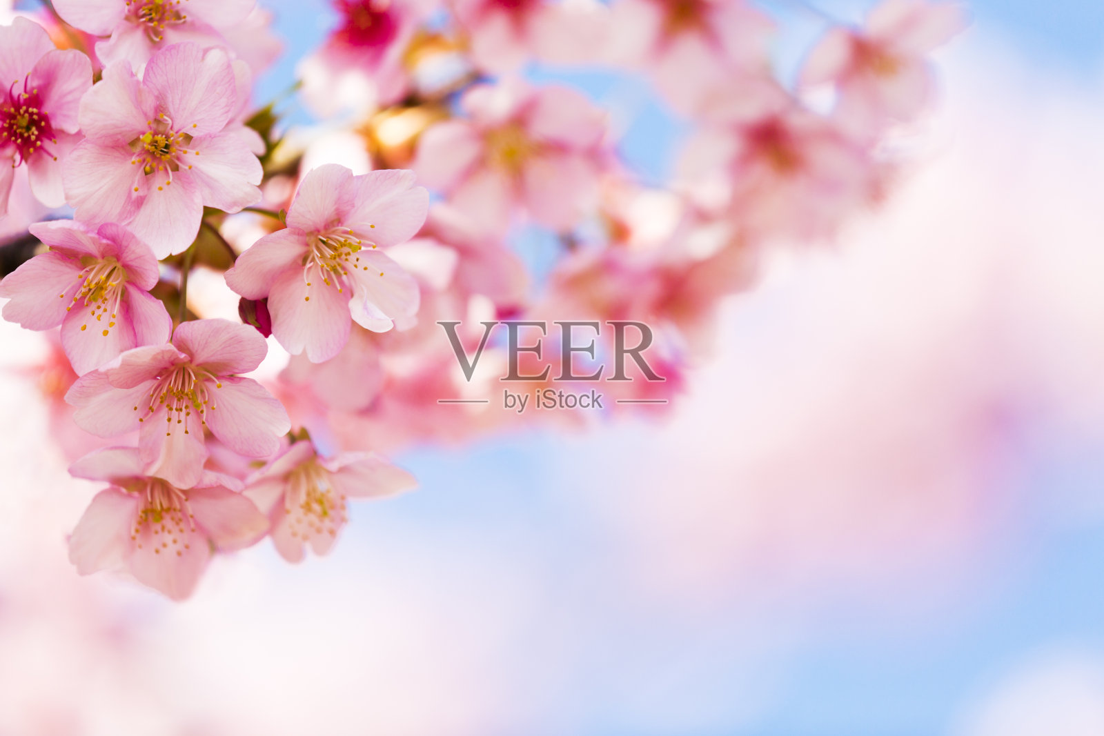 粉红色的樱花与阳光照片摄影图片