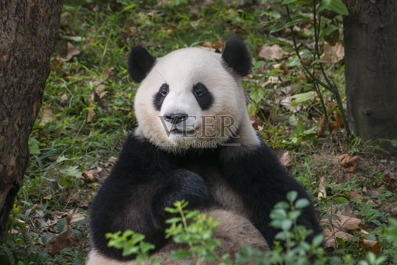 大熊猫(Ailuropoda melanoleuca)在森林照片摄影图片