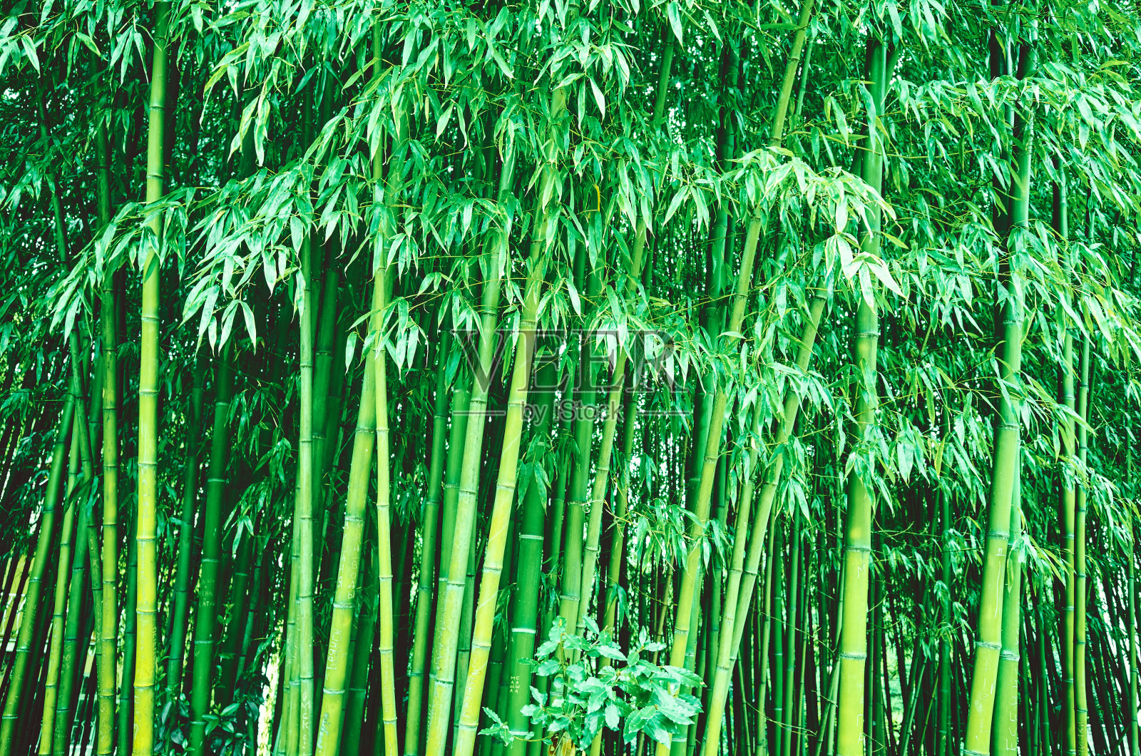 竹林植物，有叶、干照片摄影图片