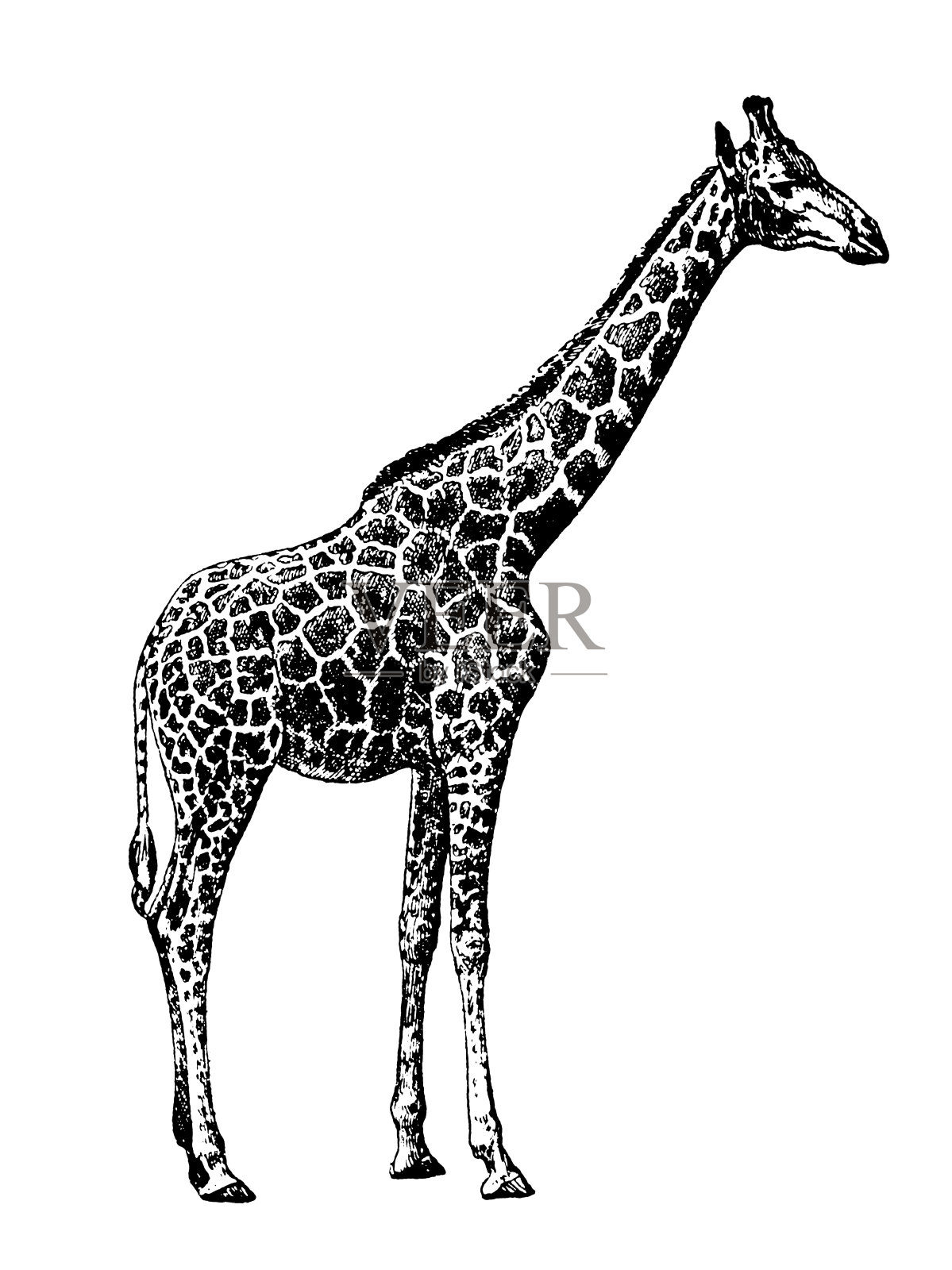 长颈鹿|古董动物插图设计元素图片