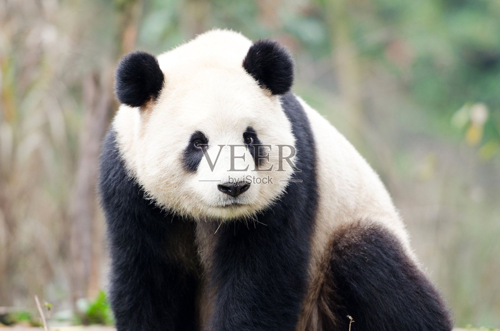 大熊猫肖像-成都，中国照片摄影图片