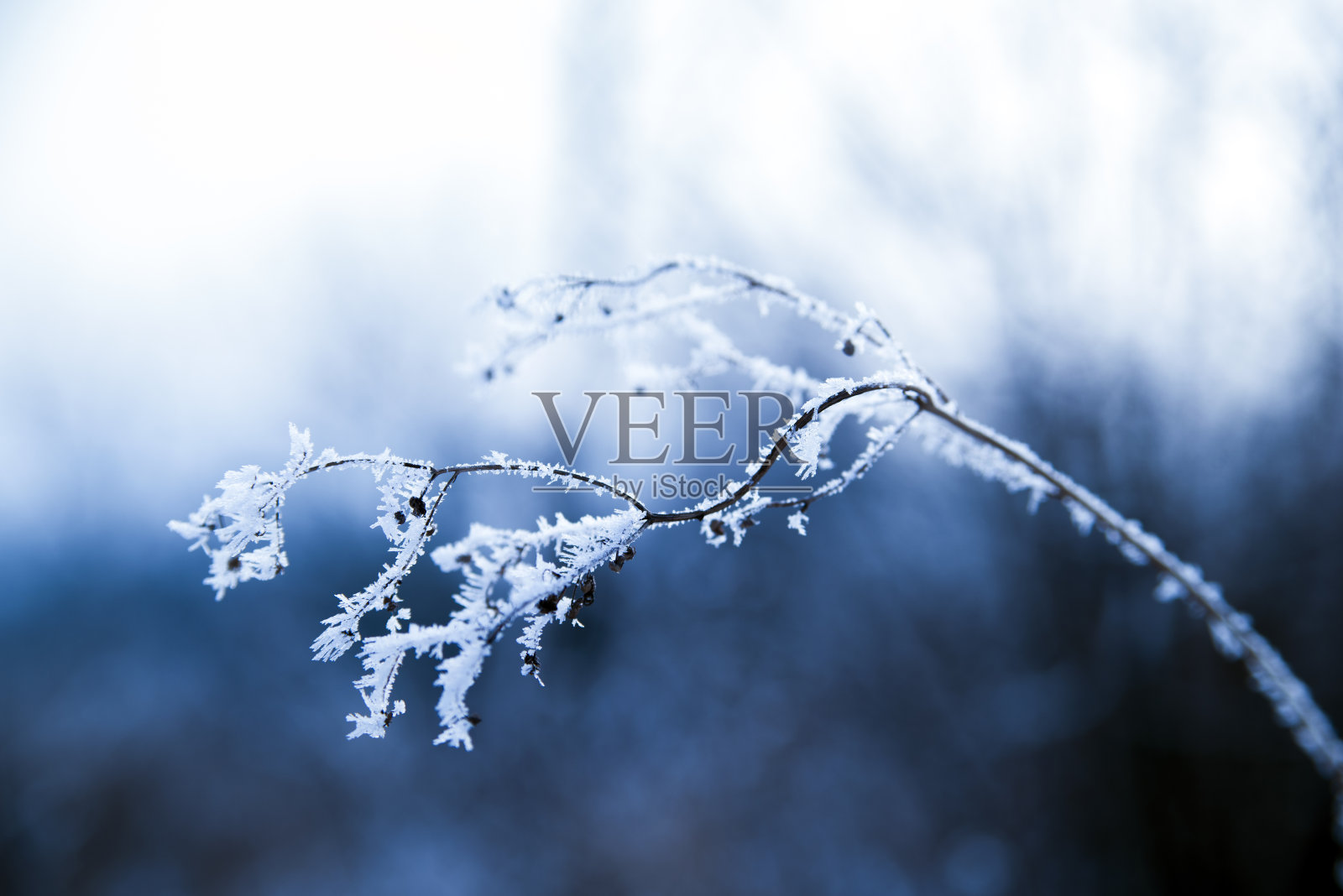 冰冻蕨类叶子的蓝色单色照片照片摄影图片