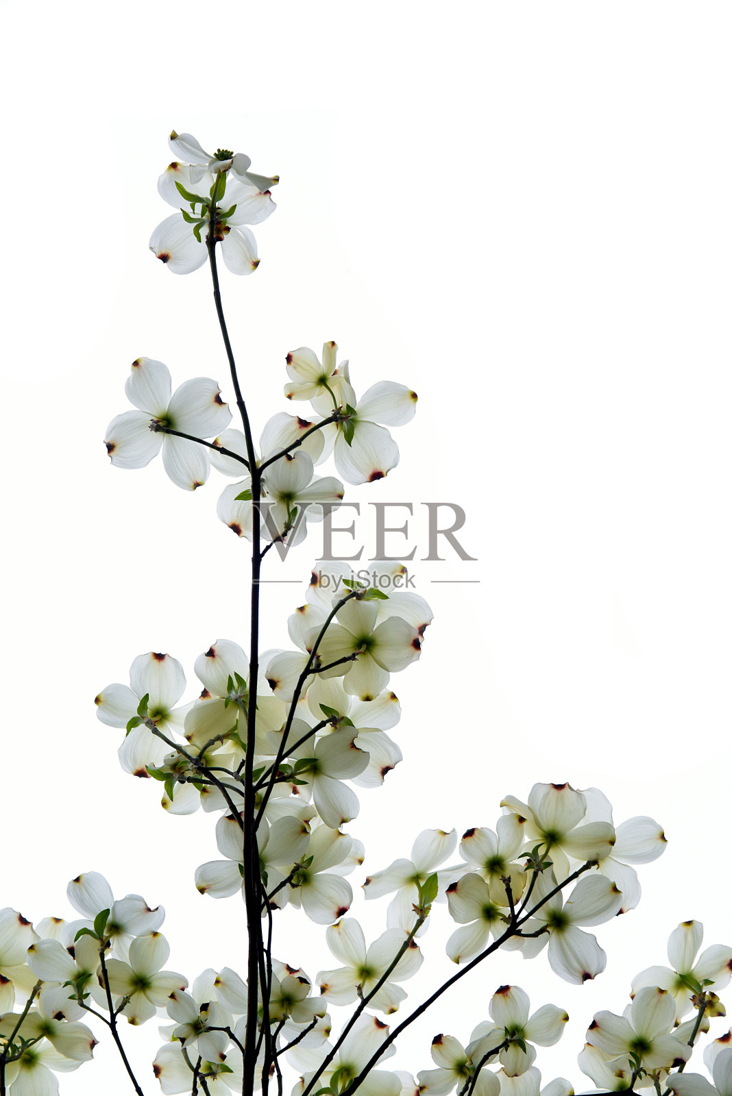 白色的山茱萸花照片摄影图片