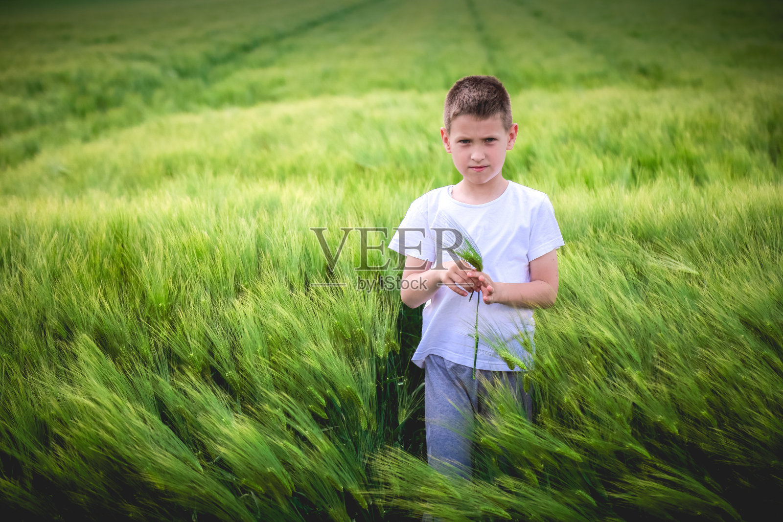快乐的孩子探索绿色的麦田照片摄影图片