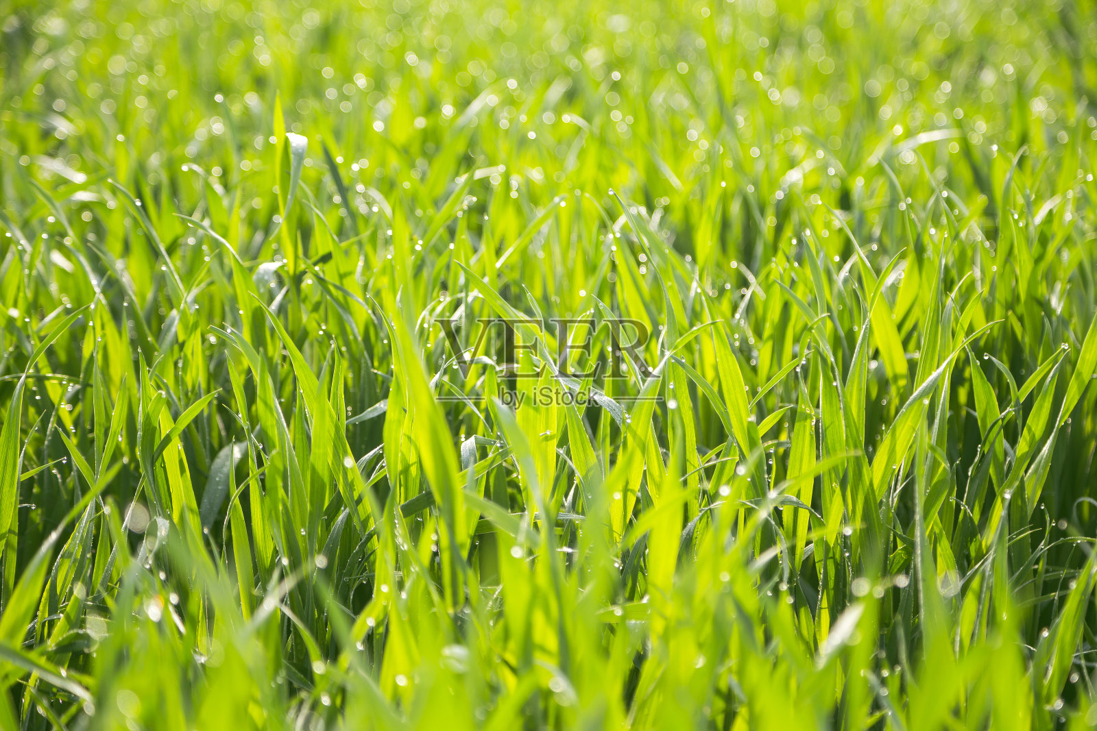 年轻的小麦幼苗照片摄影图片