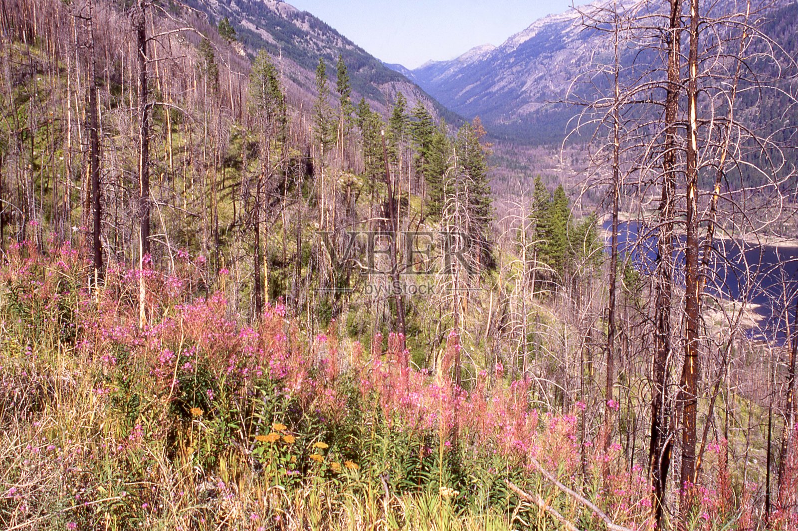 蒙大拿比留特山脉科摩湖森林大火后，杂草重新生长照片摄影图片