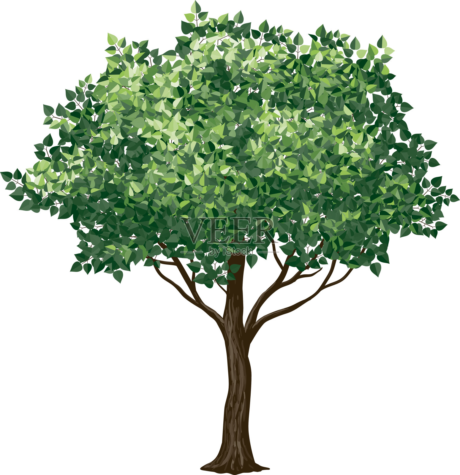 在白色背景上绘制一棵枝叶树设计元素图片