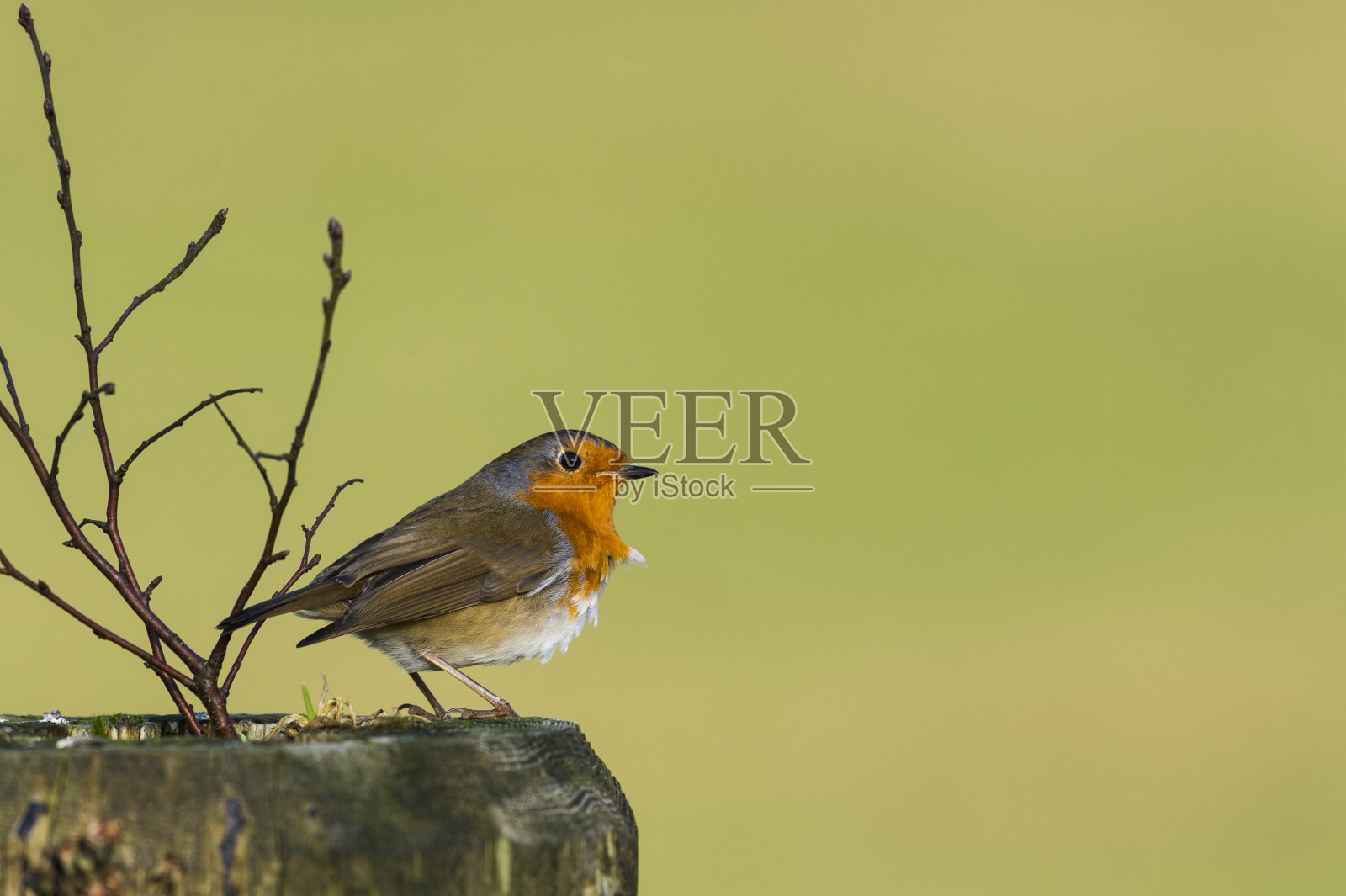 苏格兰西南部乡村中的欧洲知更鸟照片摄影图片