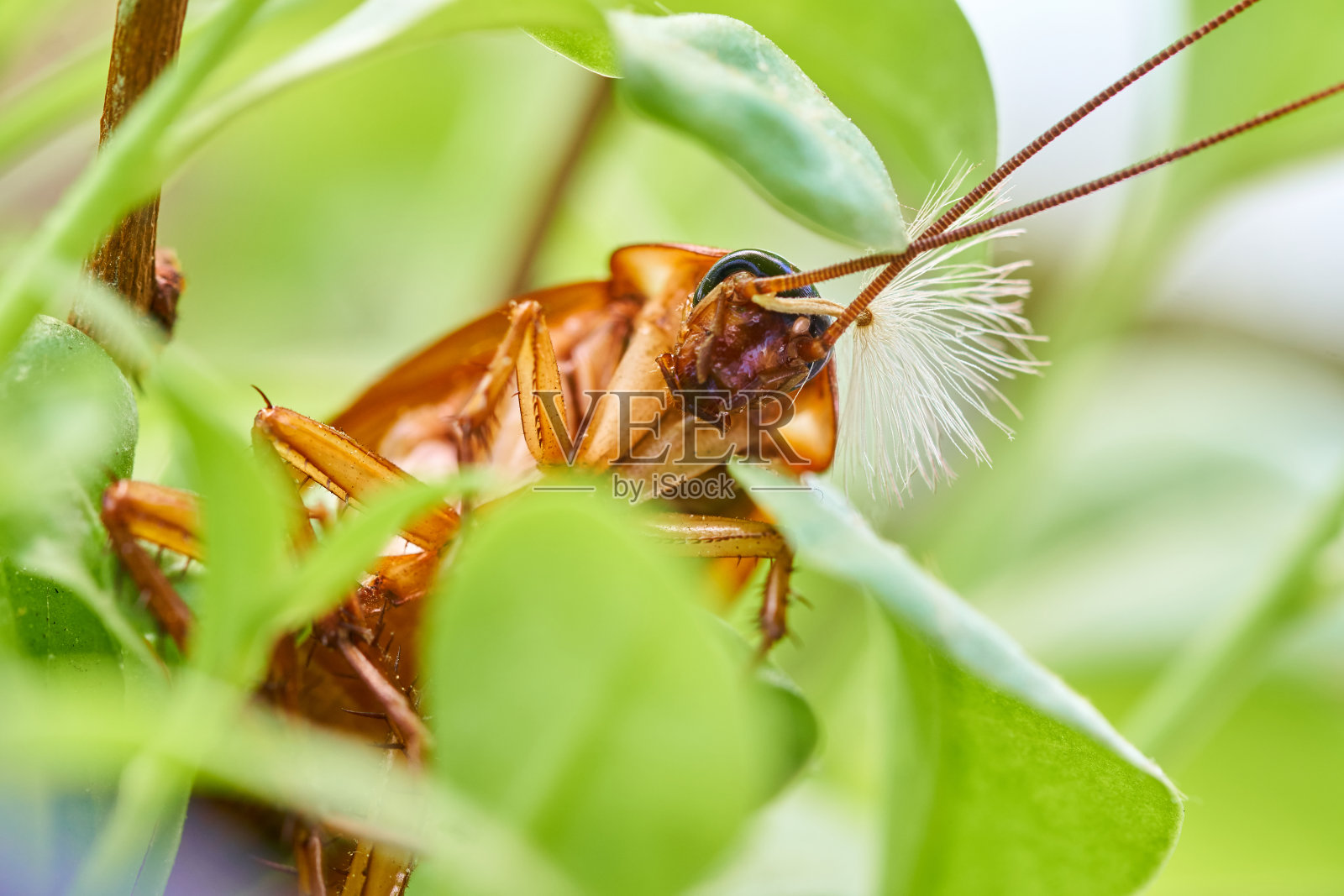蟑螂的肖像照片摄影图片