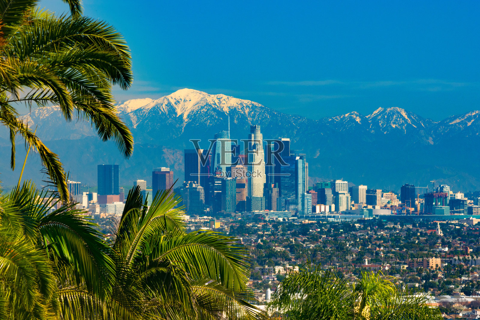 洛杉矶天际线与雪山，框架与热带棕榈树照片摄影图片