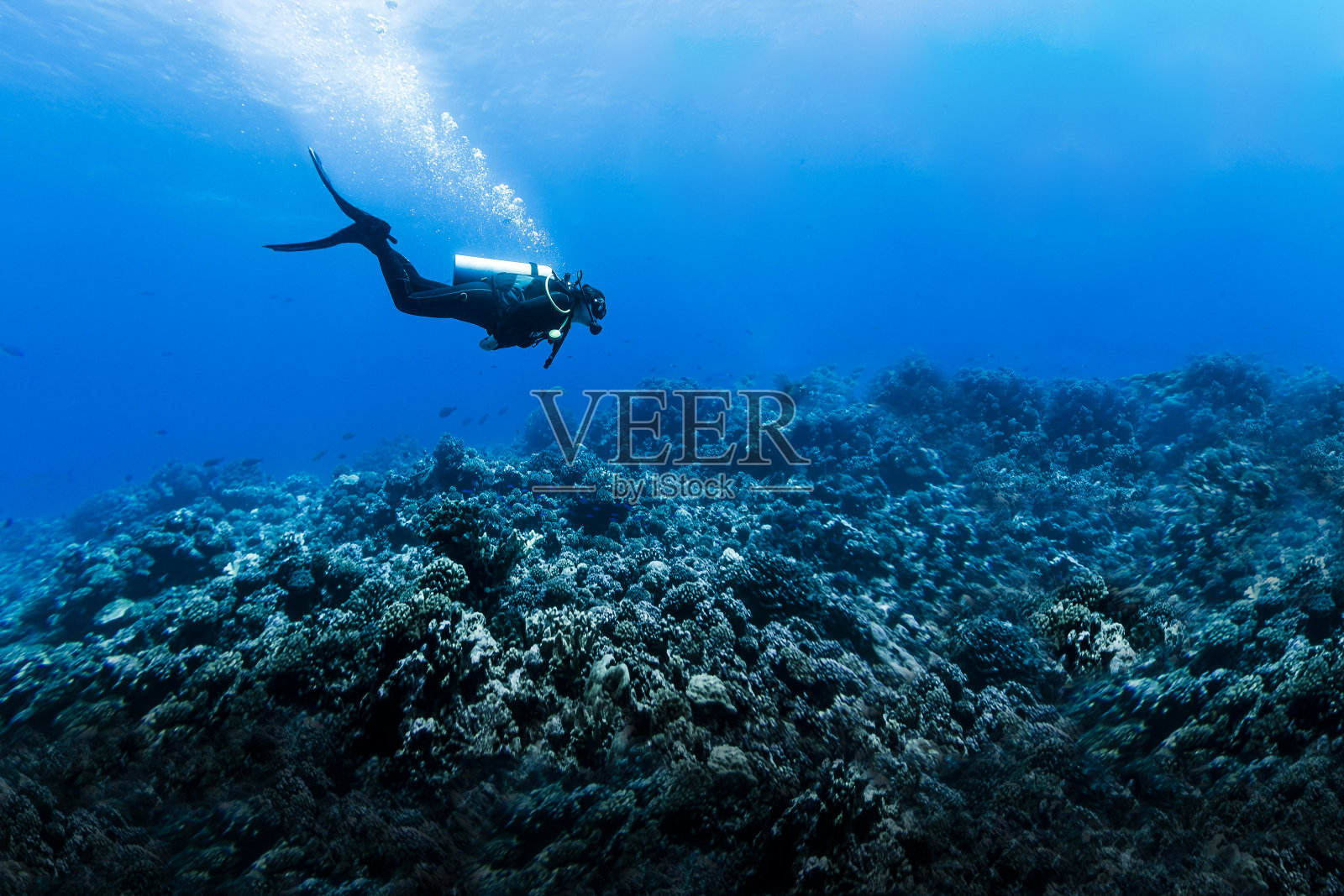 在法属波利尼西亚的兰伊罗亚，一名妇女在巨大的珊瑚礁上潜水照片摄影图片