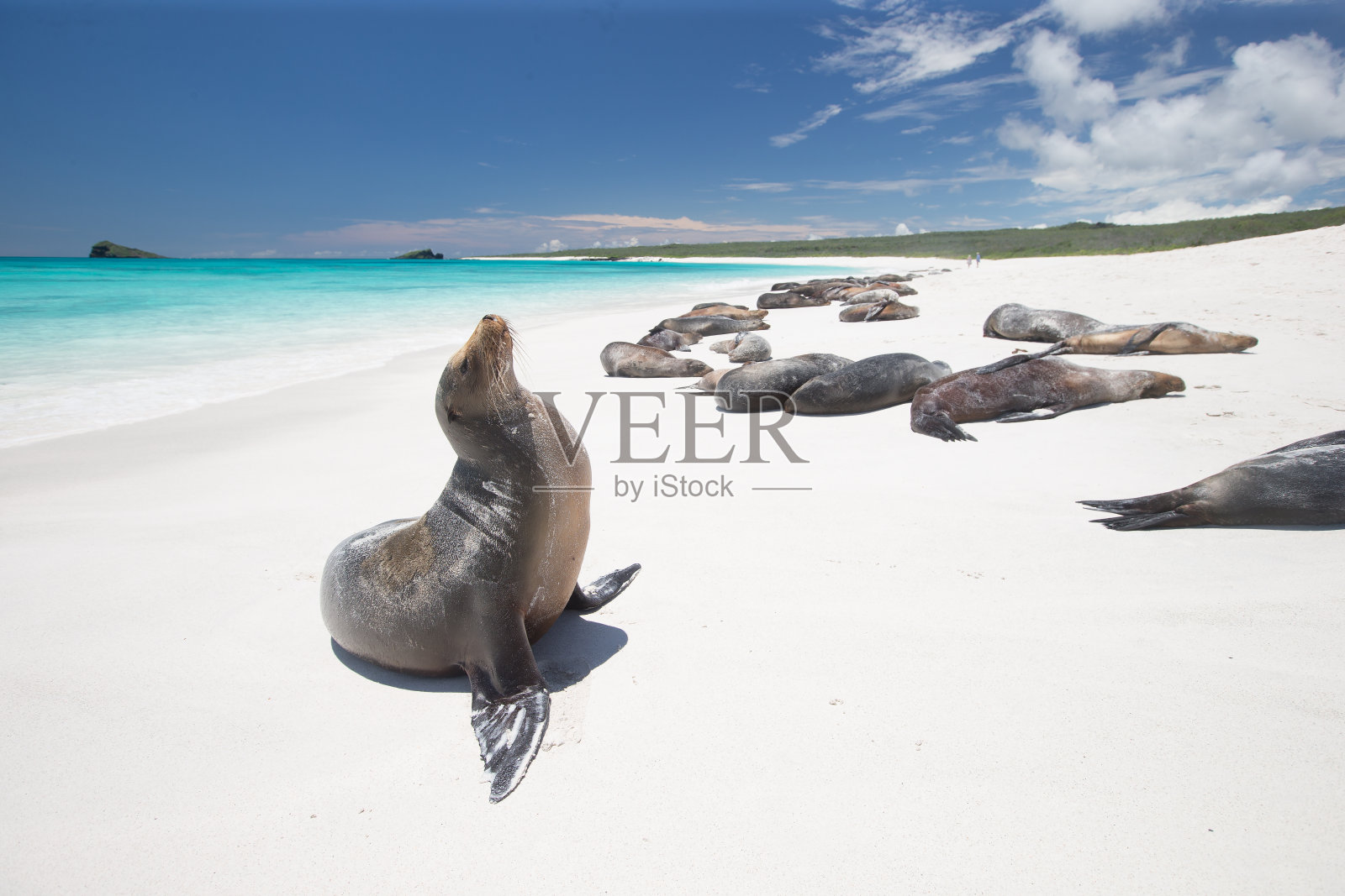 加拉帕戈斯群岛海狮照片摄影图片