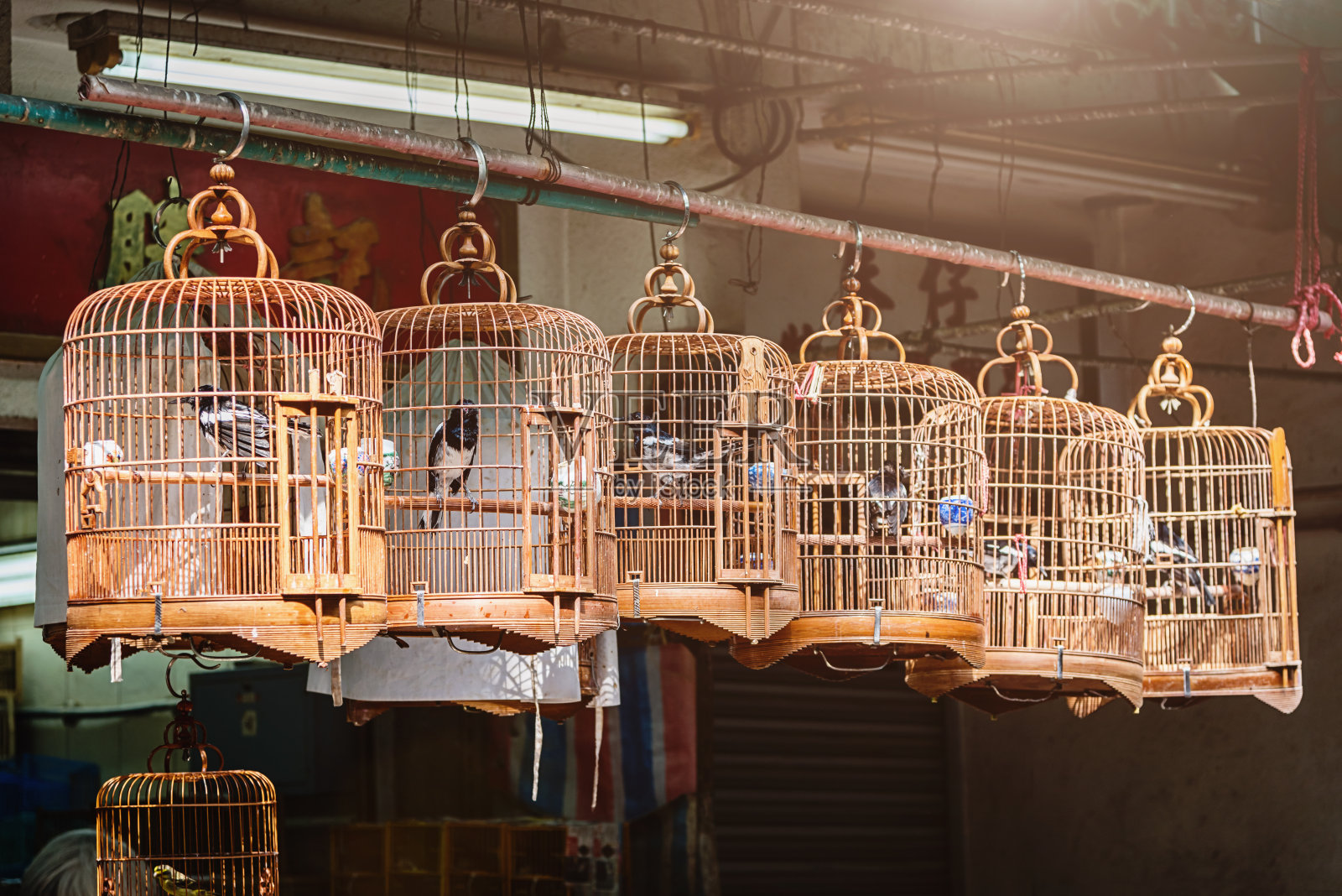 香港九龙角园埔鸟笼内的雀鸟照片摄影图片