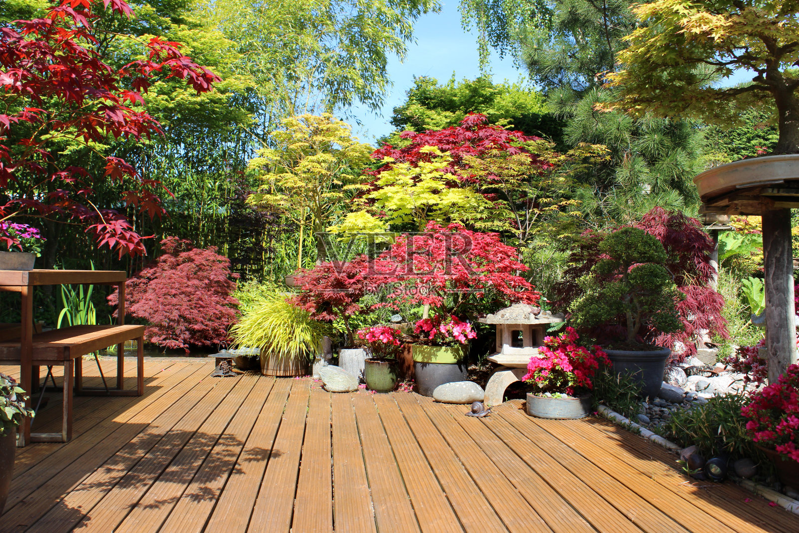 木制的甲板上有盆栽植物，日本枫树/槭树照片摄影图片