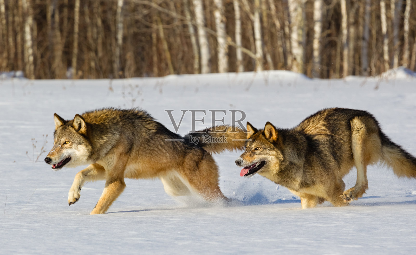 冬天里奔跑的狼照片摄影图片