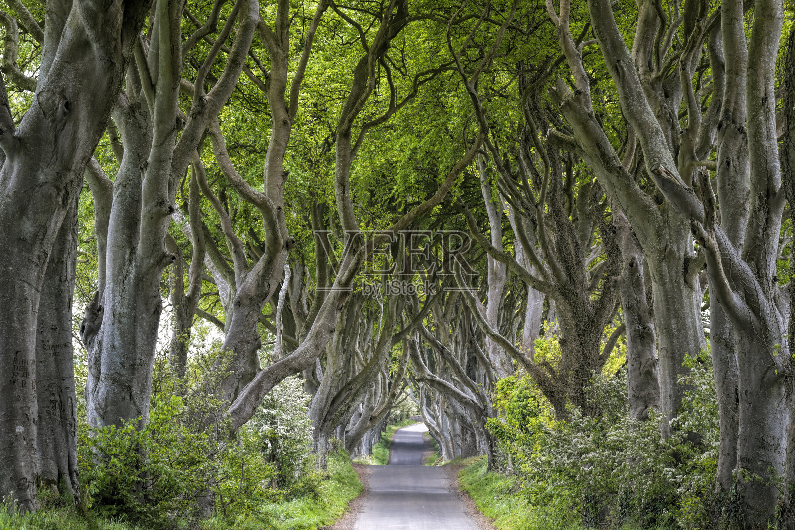 北爱尔兰的大山毛榉树(深色树篱)照片摄影图片