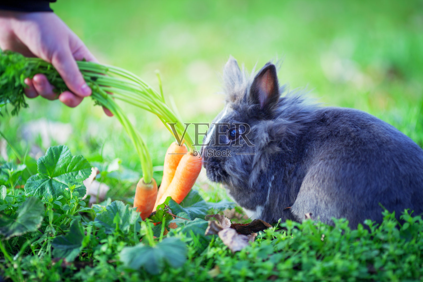 复活节兔子在草地上照片摄影图片