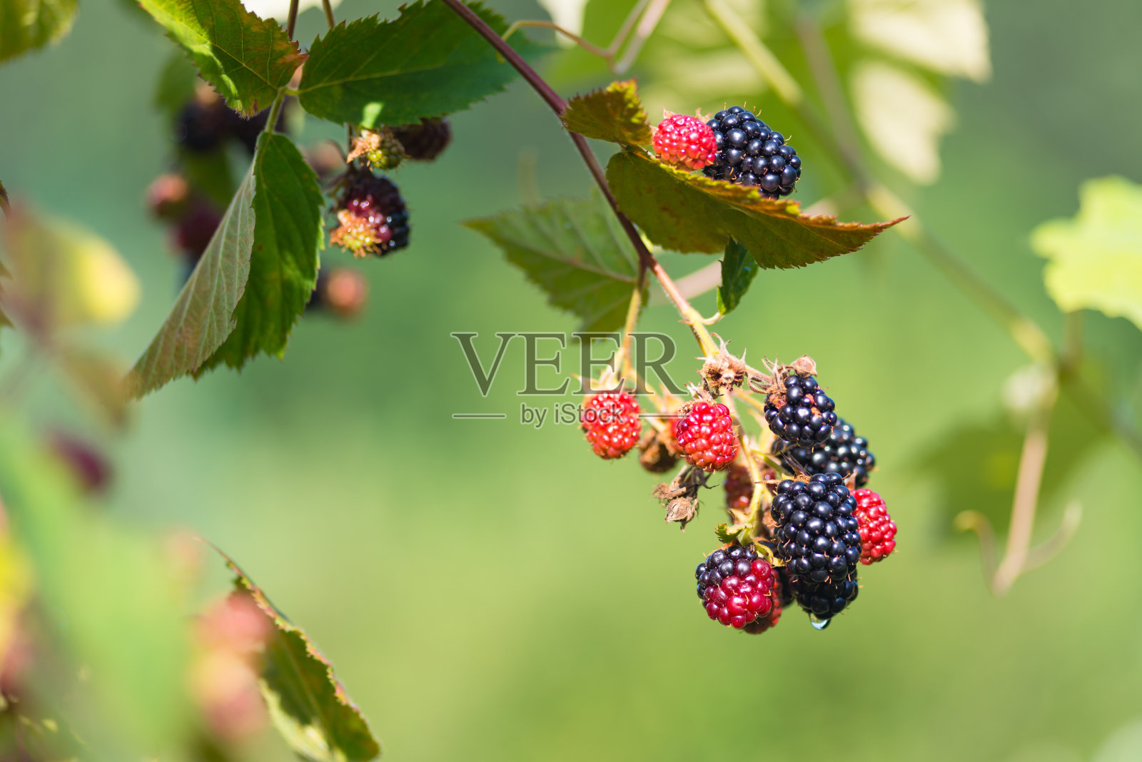 花园里有新鲜、成熟和未成熟的黑莓照片摄影图片