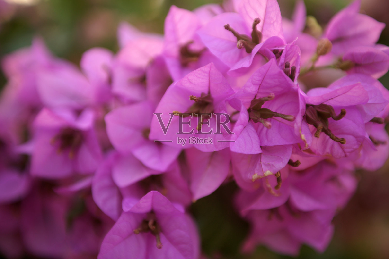 紫色的叶子花属照片摄影图片