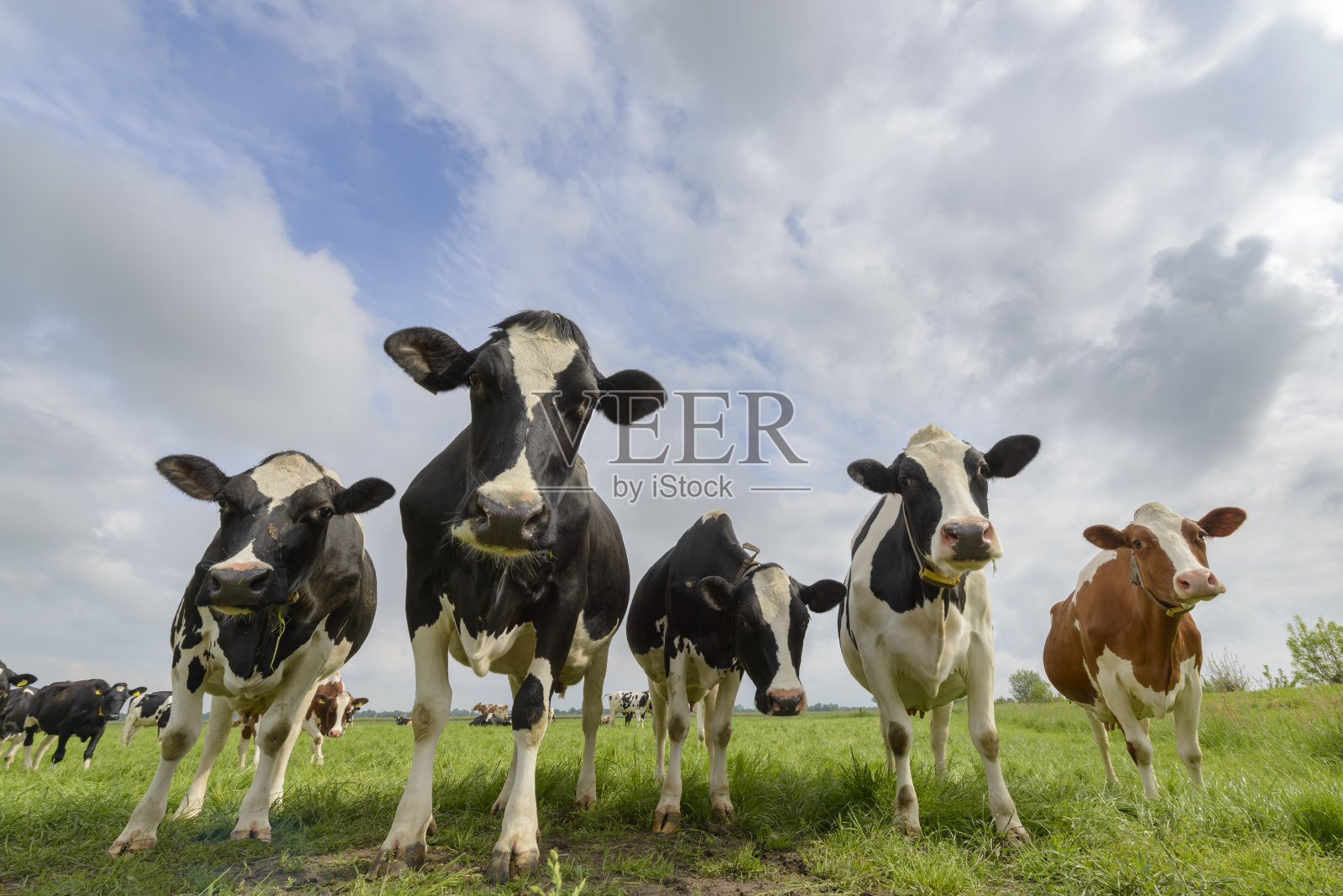 在一个美丽的春日里，奶牛在田野里照片摄影图片