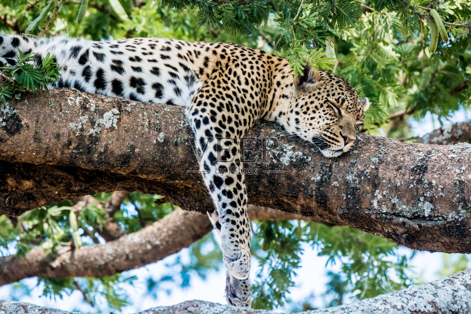 非洲豹在树上休息照片摄影图片
