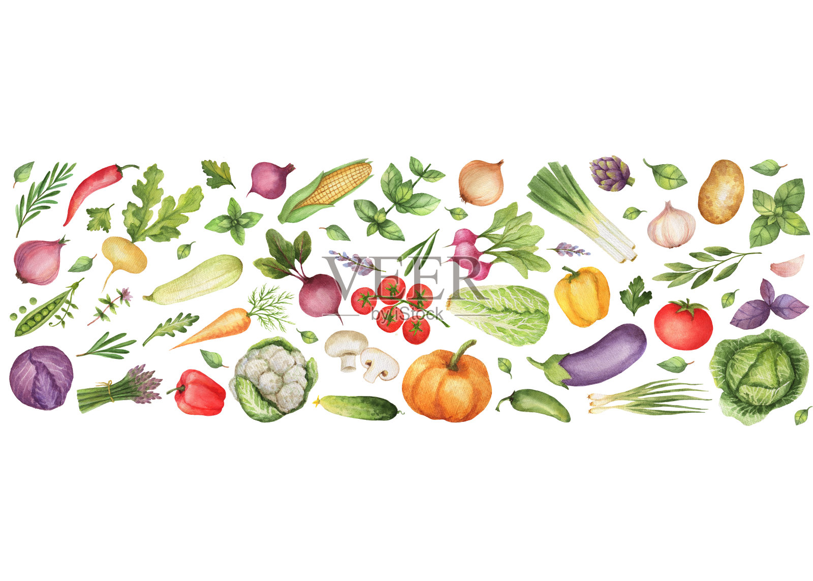 水彩蔬菜和香草孤立的白色背景。插画图片素材