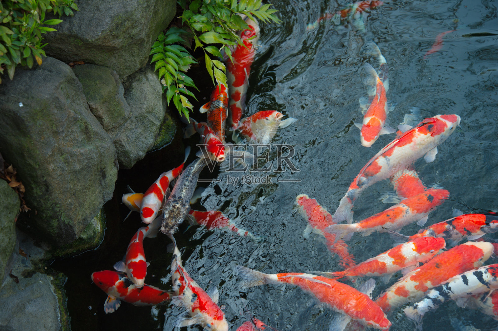 日本花园里的红白鲤鱼照片摄影图片