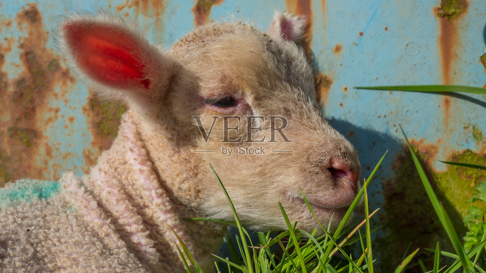 小羊羔躺在草地上照片摄影图片