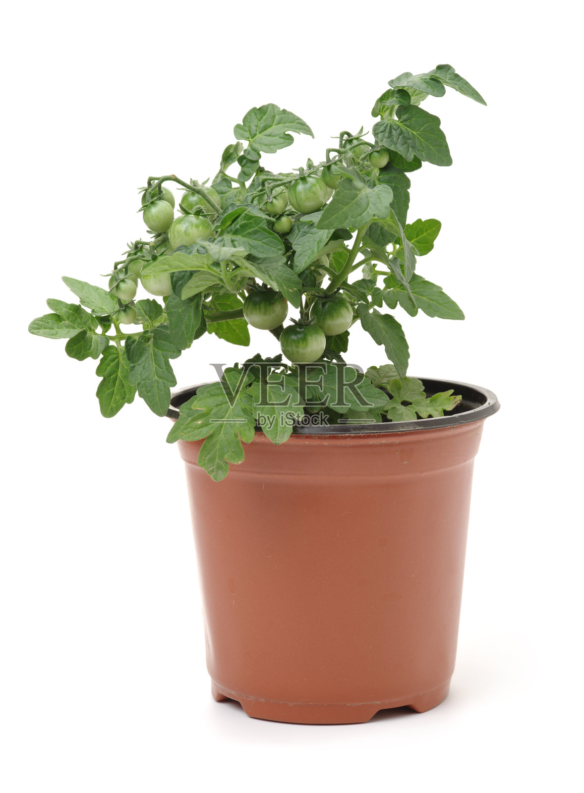 白色背景上的番茄幼苗照片摄影图片