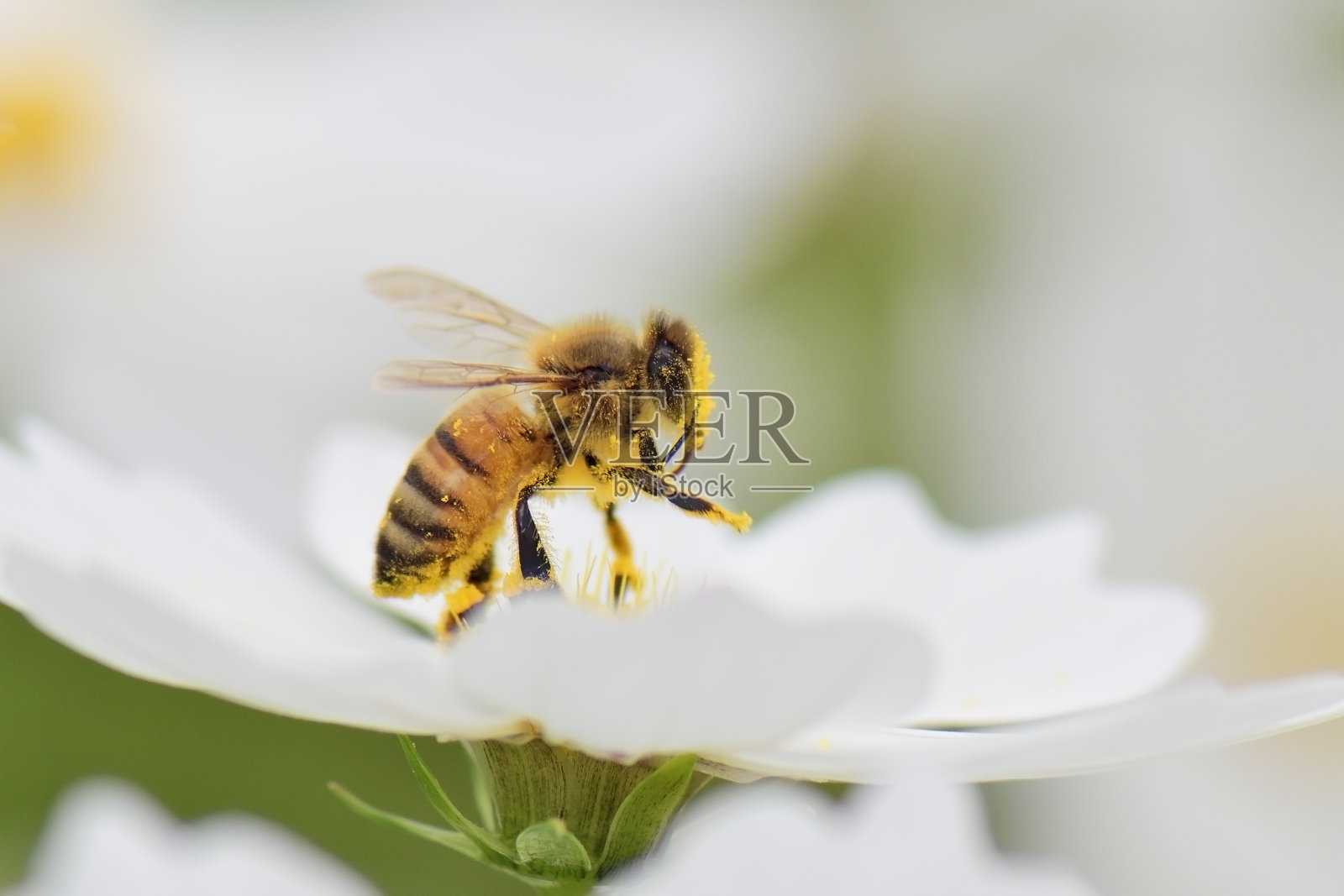 蜜蜂照片摄影图片