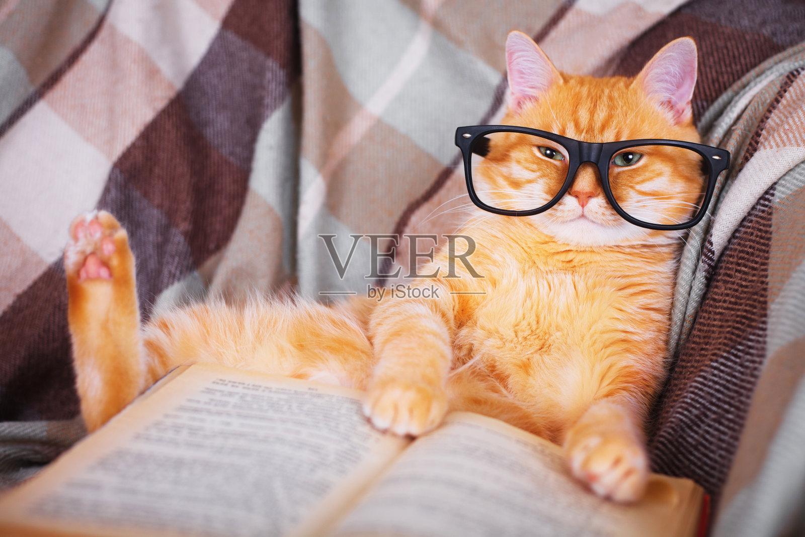 戴眼镜的红猫拿着书躺在沙发上照片摄影图片