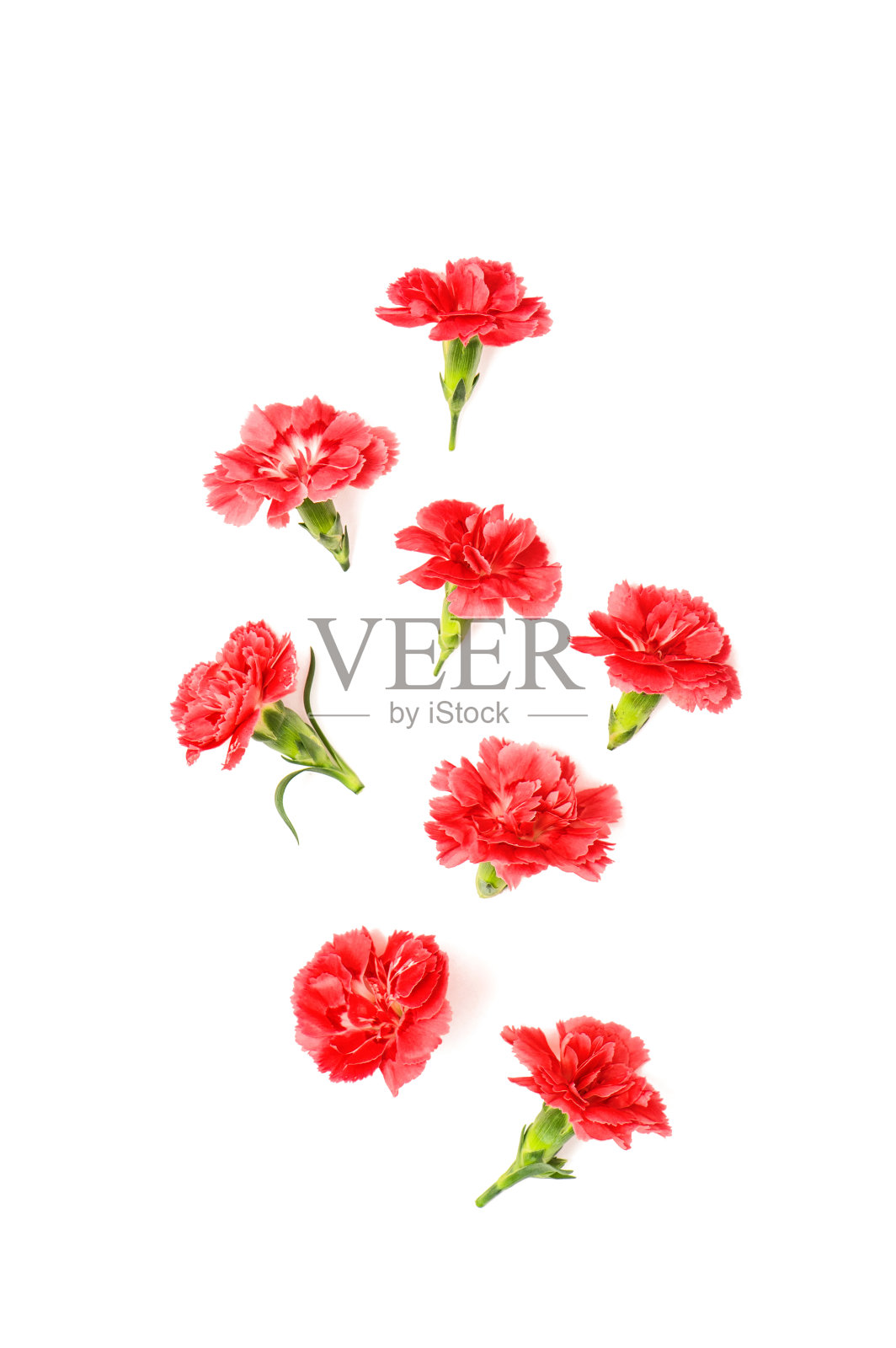 红色康乃馨花孤立白色背景照片摄影图片