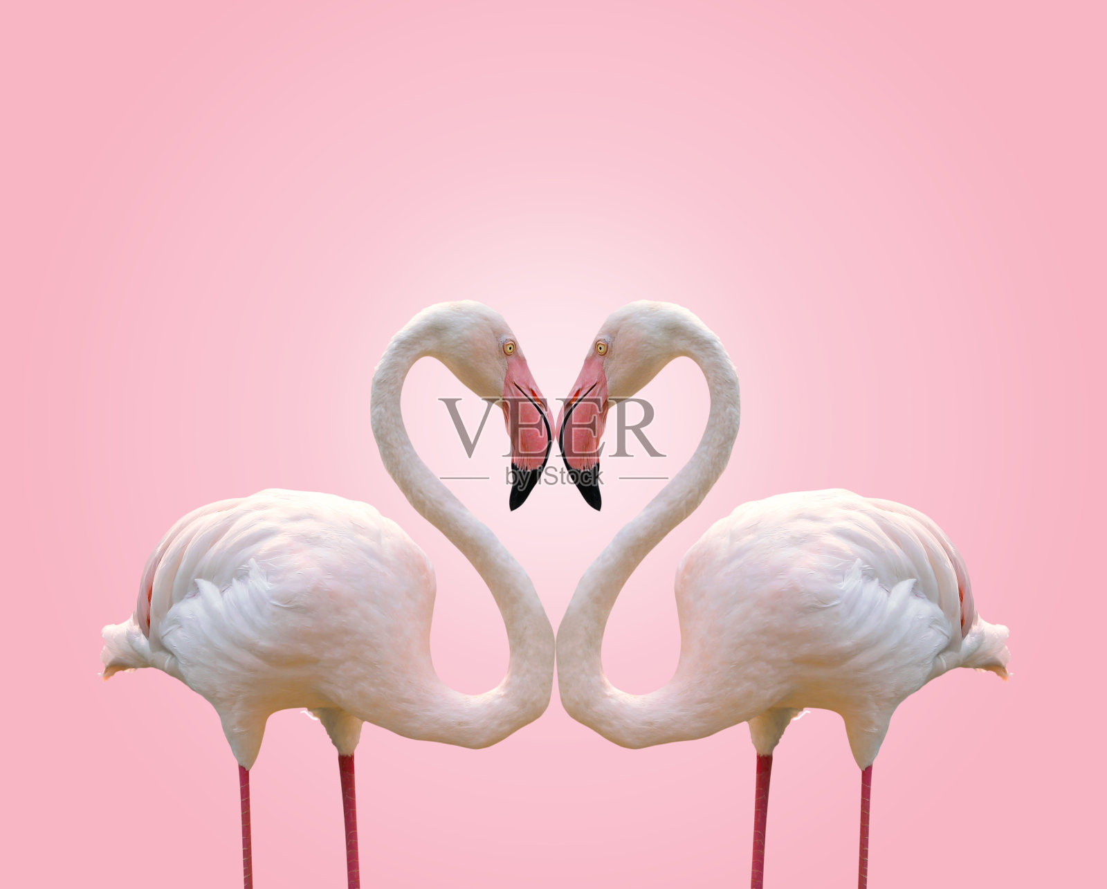 爱的概念形状的夫妇火烈鸟在粉红色的背景心照片摄影图片
