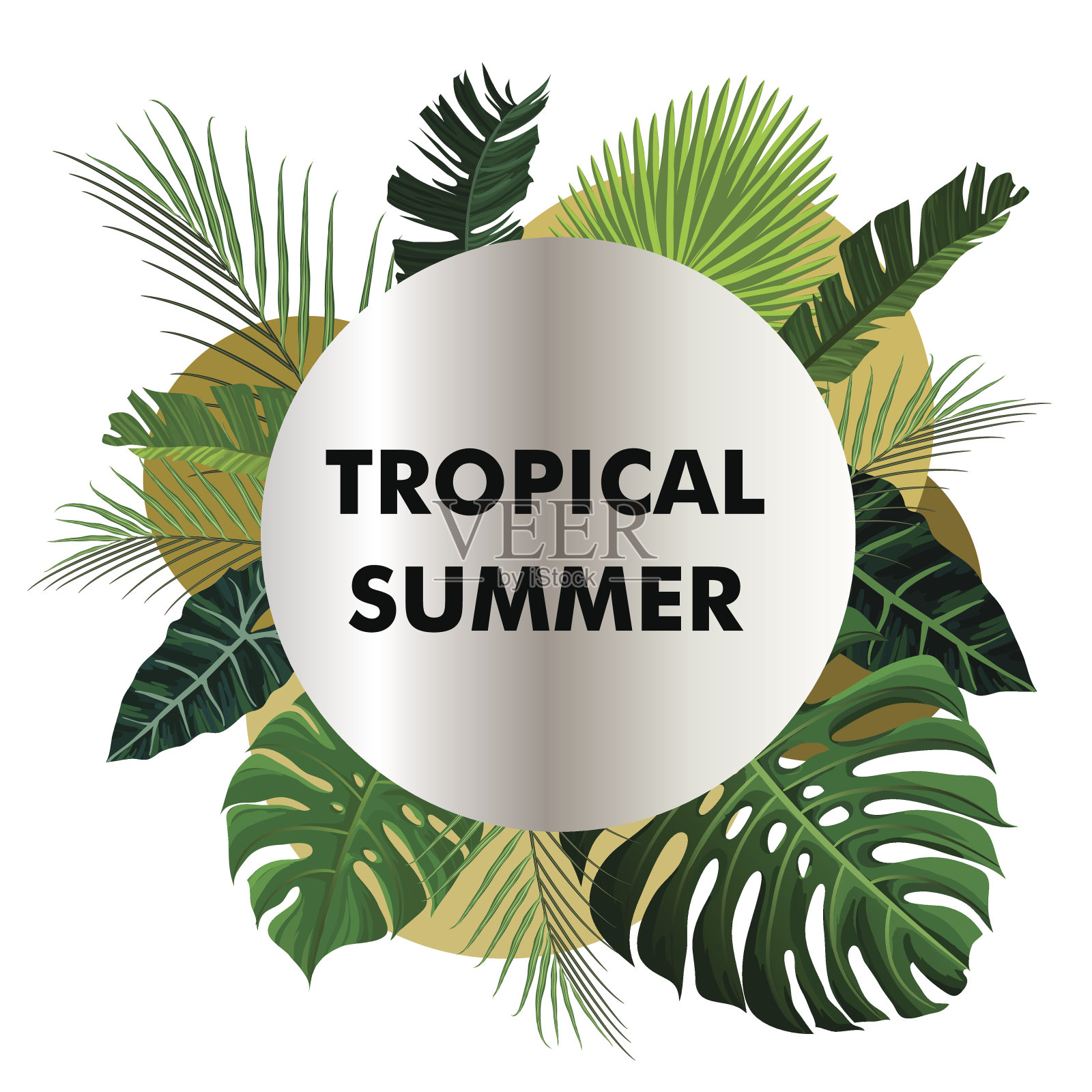 热带设计与异国情调的棕榈叶。插画图片素材