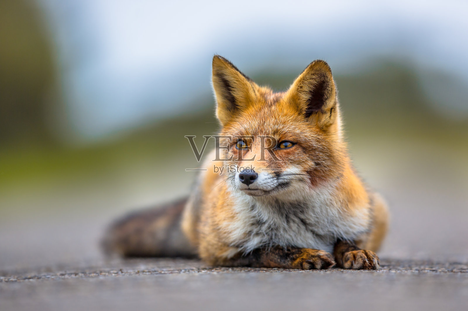看着欧洲红狐躺在地上照片摄影图片