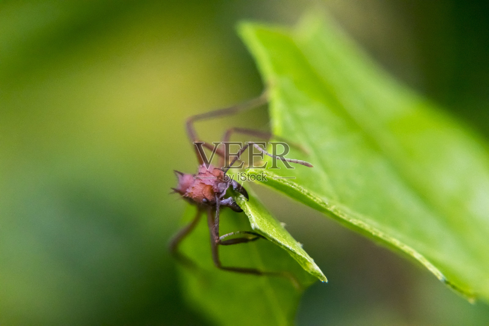 红蚂蚁在剪树叶照片摄影图片