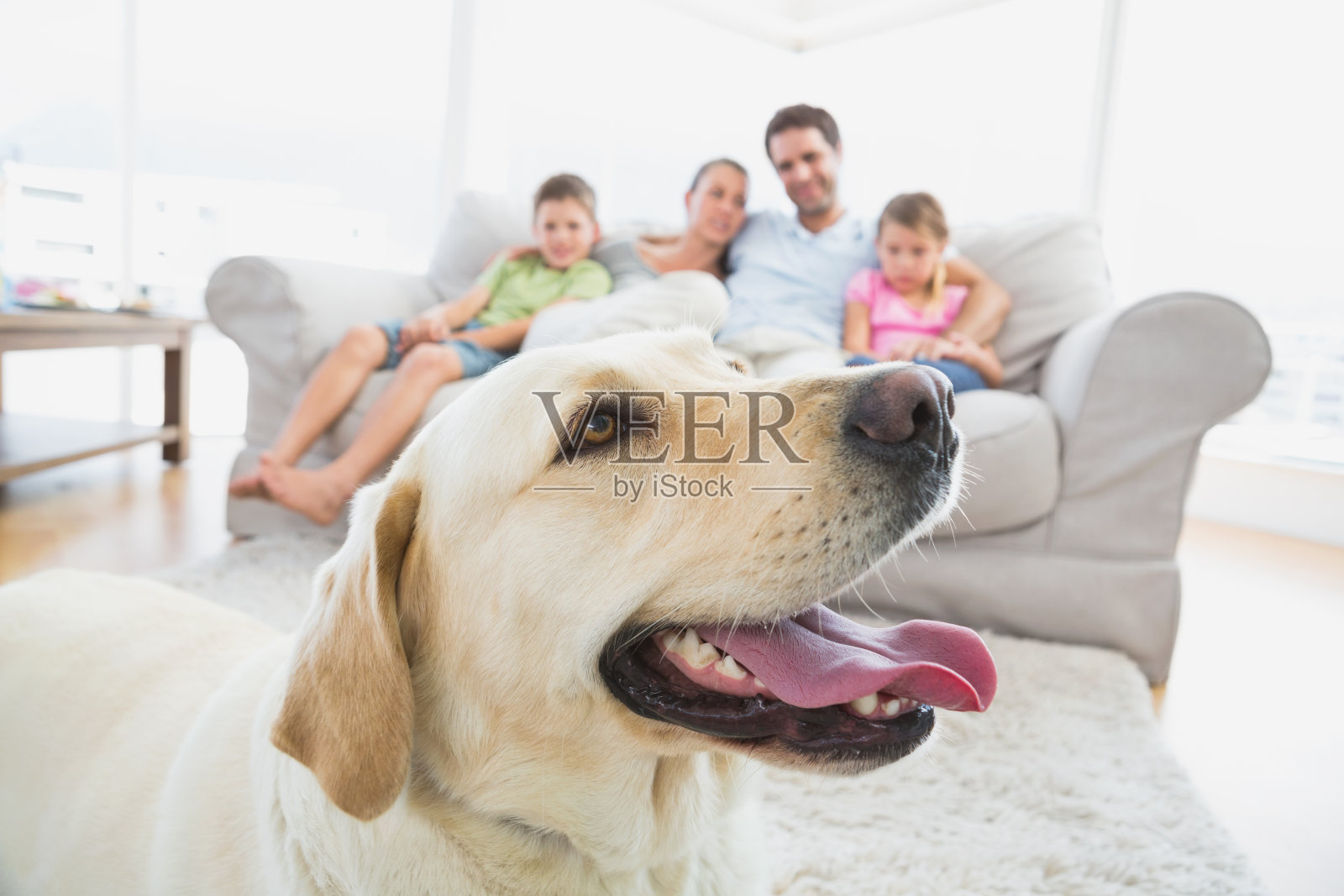 幸福的家庭坐在沙发上，他们的宠物黄色拉布拉多犬在前景照片摄影图片