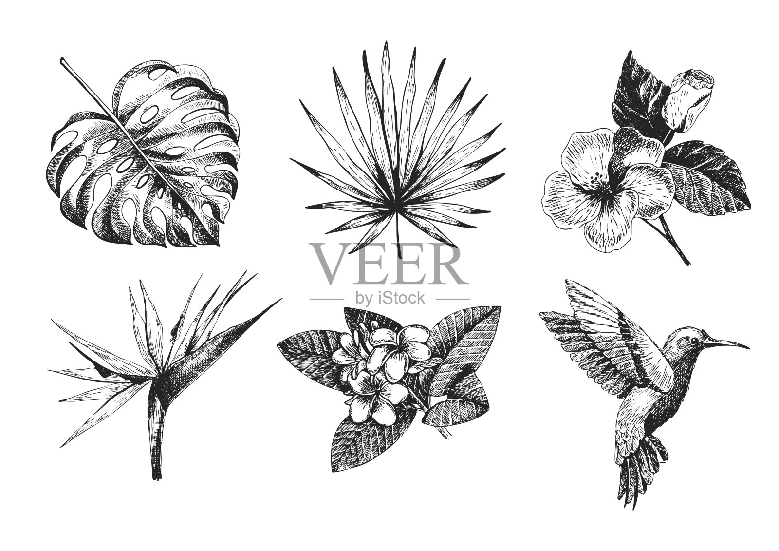 矢量手绘热带植物图标。奇异的雕刻的叶子和花朵。鸡翅，棕榈叶，天堂鸟，鸡蛋花，木槿，蜂鸟。插画图片素材