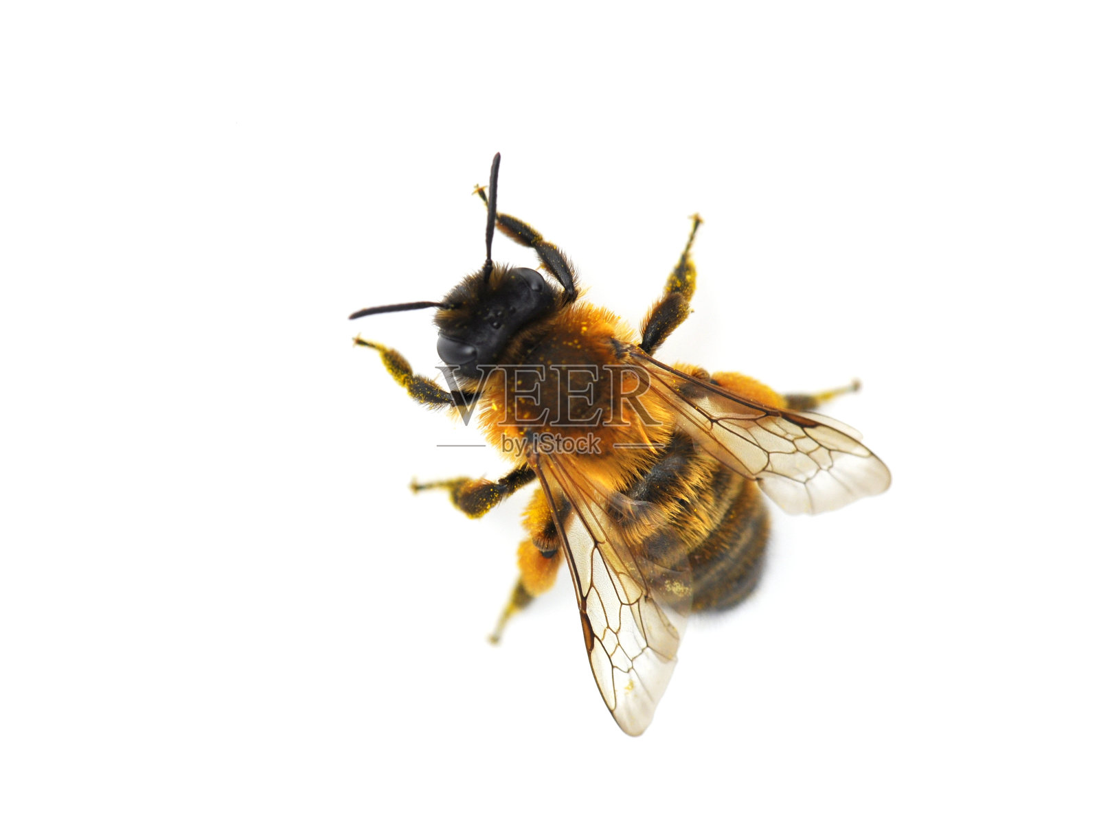 红色梅森蜜蜂照片摄影图片