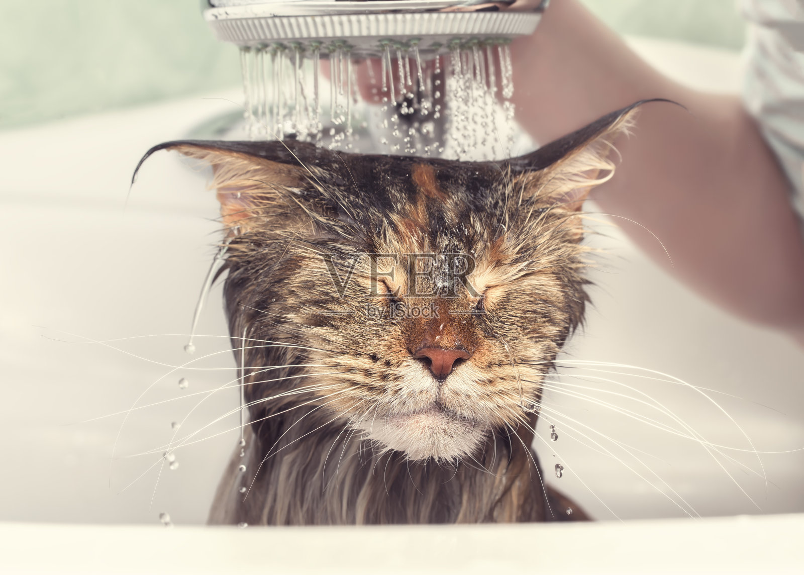 湿猫在浴缸里照片摄影图片