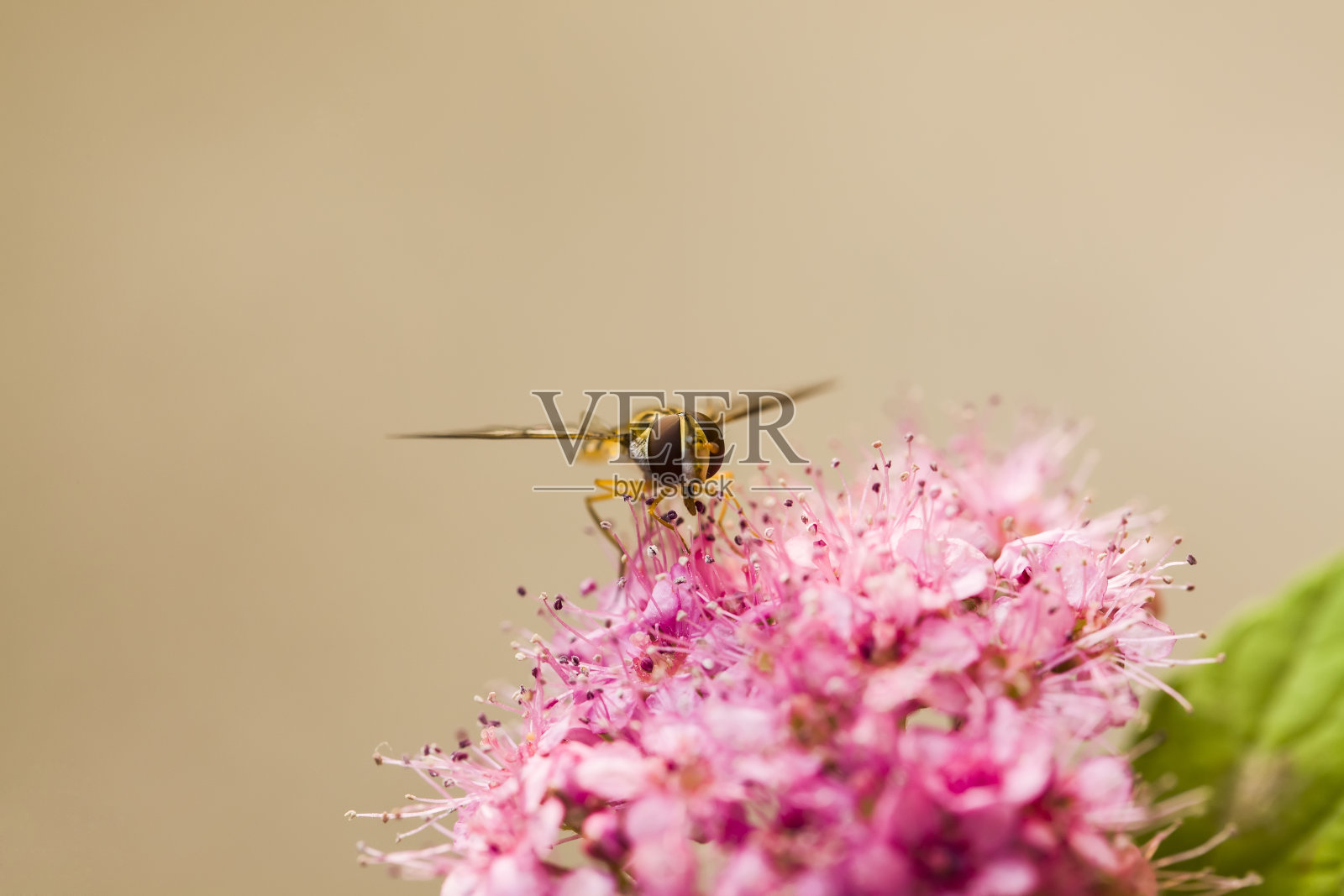 食蚜蝇照片摄影图片