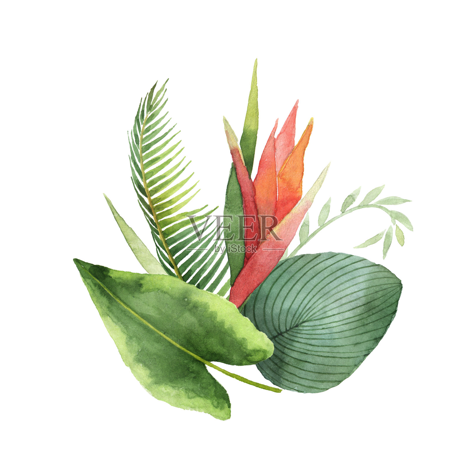 水彩花束热带叶子和花孤立在白色的背景。插画图片素材