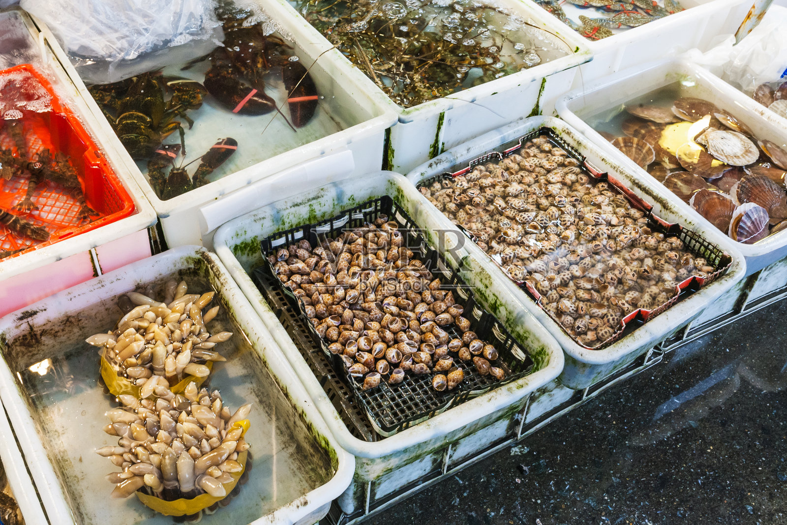 广州鱼市上的龙虾和龙虾照片摄影图片