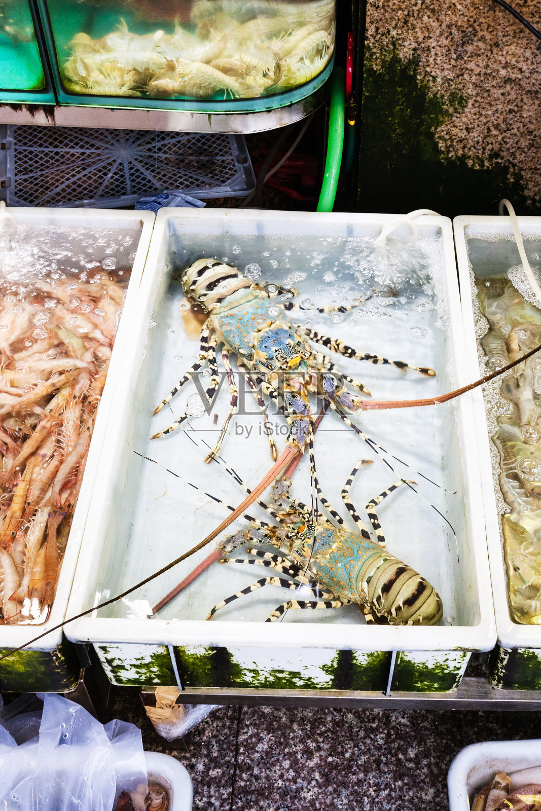 广州鱼市的龙虾照片摄影图片