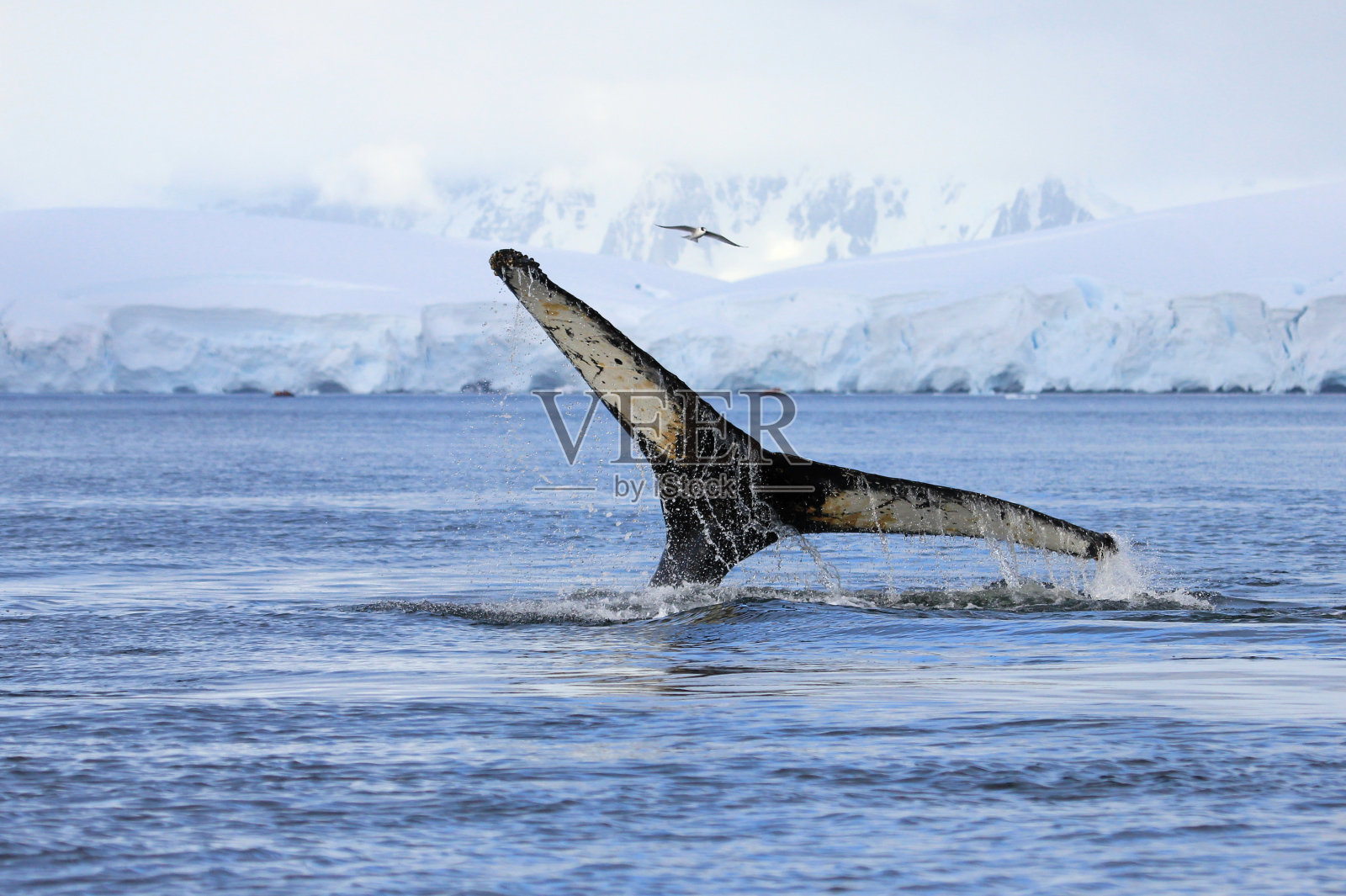 座头鲸的尾巴照片摄影图片
