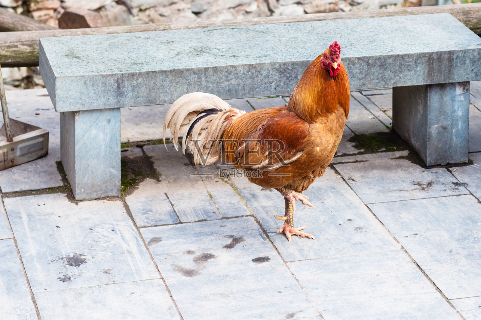 红母鸡在城阳村街头照片摄影图片